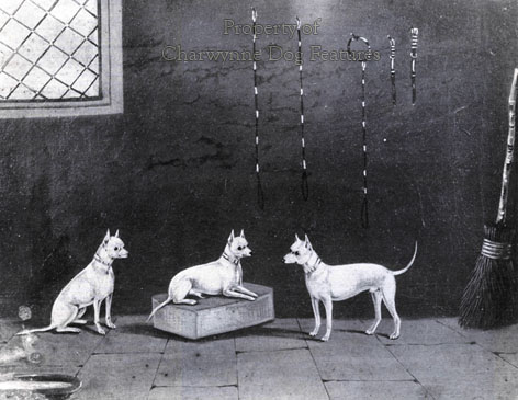 English white best sale terrier